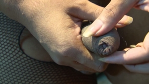 third world media movies: Cookie's Wet, Wild and Wicked Ride